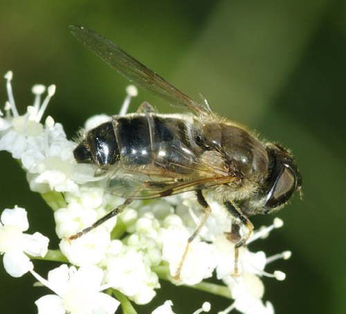 Eristalis sp.